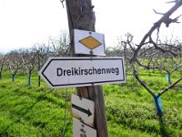 11 Cerisiers en fleurs dans l&#39;Ortenau Mösbach 10 04 2016 12